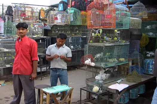 Chandni Chowk’ta satılık kuşlar. 