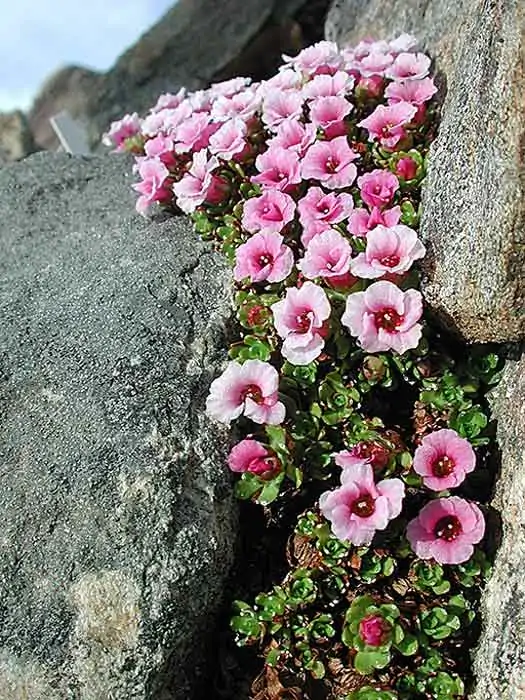 Nepal’den Taşkıran çiçeği. saxifrage Saxifraga lowndesii. Fotoğraf: A.E./Norveç Arktik Üniversitesi