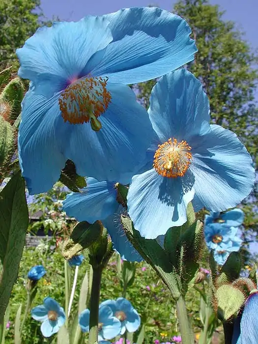 Mavi gelincik Meconopsis. Fotoğraf: Arve Elvebakk/Norveç Arktik Üniversitesi