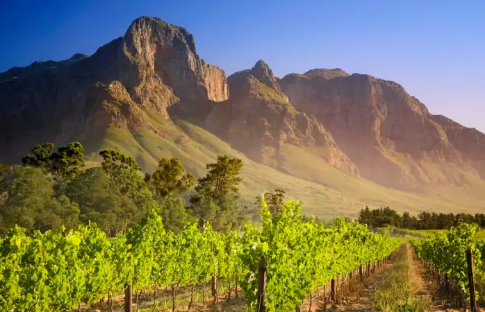 Güney Afrika gezisi- Stellenbosch Dağı ve üzümbağları.