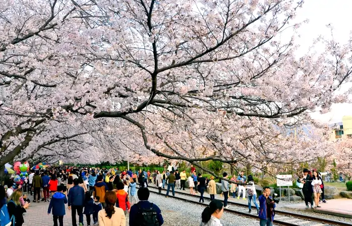 Jinhae’deki kiraz çiçeği festivali için toplanan kalabalık.