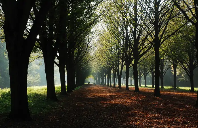 Amsterdamse Bos’ta ağaçlıklı bir yol.