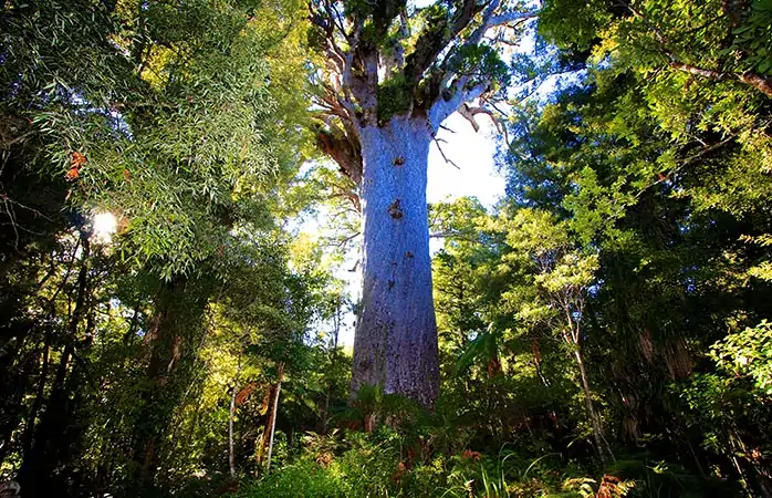 orman tatili- 6-Waipoua-ormani-Yeni-Zelanda-tane-Mahuta-Agaci