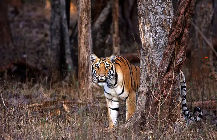 Orman filmleri- Pench Kaplan Koruma Alanı ve Ulusal Parkı’nda Shere Khan gelişini bekliyor