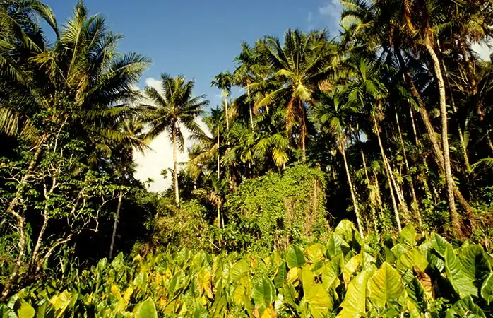 orman tatili- 8-kokoda-patikasi-Papua-Yeni-Gine