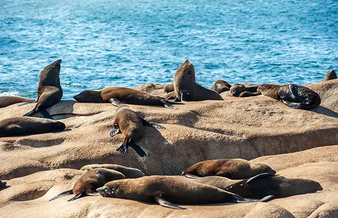 Güney Amerika gezilecek yerler- Cabo Polonio’yu ziyaret eden turistler, bölgenin ünlü “sakinleri” denizaslanlarıyla tanışma fırsatı buluyor