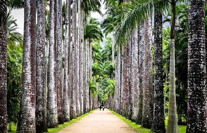 9-jardim-botanico-rio-de-janeiroda-yapilabilecekler-rio-de-janeiro-botanik-bahcesi