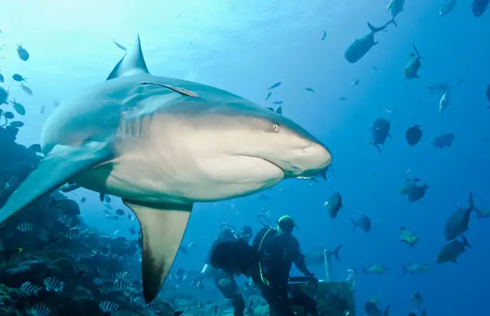 Macera dolu bir tatil- Shark Reef Marine Reserve’de köpekbalıklarıyla cesaret isteyen bir dalış yaparken tehlikeyle göz göze geleceksin