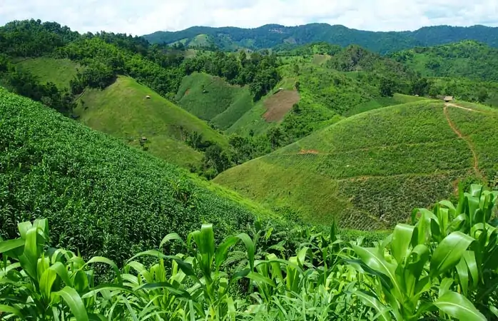 Tayland'ın keşfedilmemiş güzellikleri- Mae Salong’da çay fidanlarıyla kaplı sıra sıra tepeler