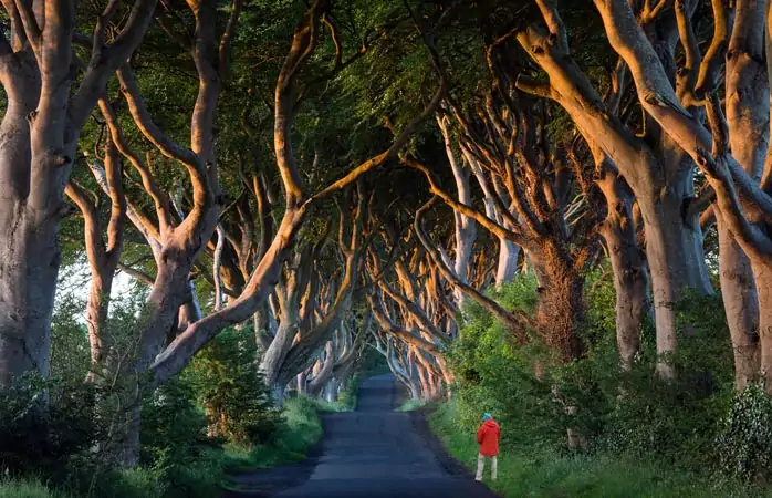 Dizi mekânları: Sabahın erken saatlerinde Dark Hedges’te bir gezinti