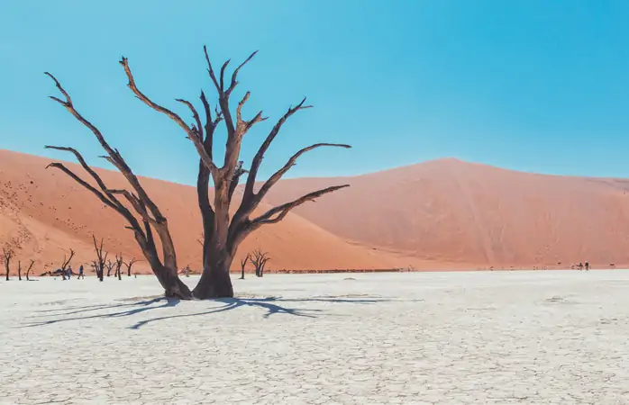 en ilginç yerler - Deadvlei'deki ölü ağaçlar geçen zamana yenik düşmedi ve bu çorak dünyanın iskeletleri andıran sakinleri oldu