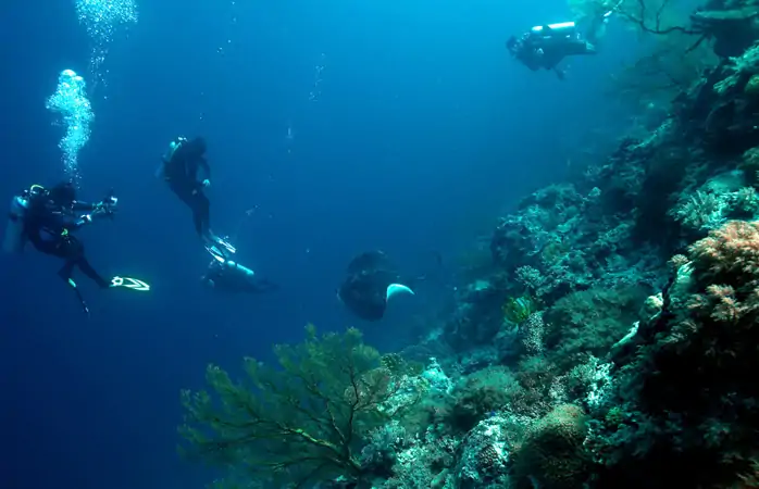 en iyi dalış yerleri- Tubbataha Reef’te türlü türlü su altı harikası görebilirsin