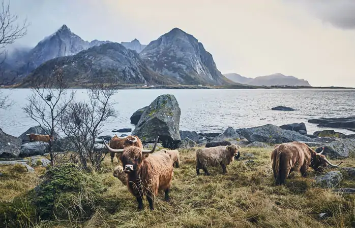 Lofoten Adaları - Evenes’teki havaalanından Sennesvik köyüne yolculuk başlı başına bir macera