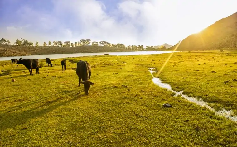 Yayla tatili - Kartal Gölü yakınlarında otlayan hayvanlar, Denizli